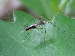 Rainieria antennaepes
