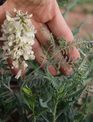 Sophora nuttalliana