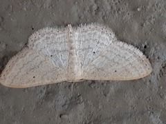 Scopula lactaria