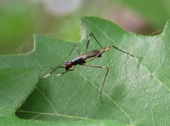 Rainieria antennaepes