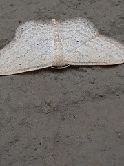 Scopula lactaria