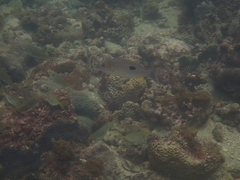 Lutjanus russellii