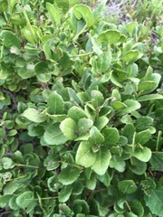 Maytenus procumbens