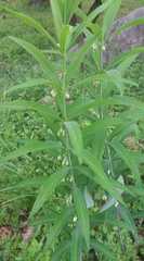 Polygonatum verticillatum
