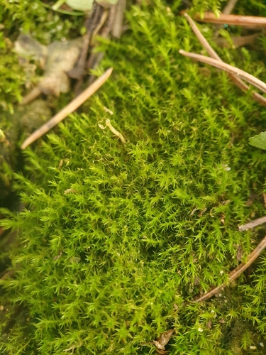 Image of Geheebia fallax by no rights reserved