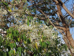 Euphorbia leucocephala
