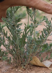 Sophora nuttalliana