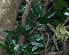 Symplocos acuminata