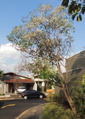 Euphorbia leucocephala