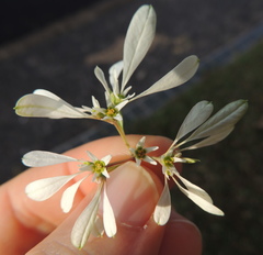Euphorbia leucocephala