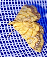 Cryptosara caritalis