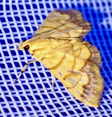 Cryptosara caritalis