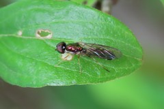 Merosargus caeruleifrons