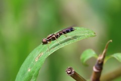 Merosargus caeruleifrons