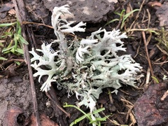 Pseudevernia furfuracea