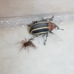 Neodiplogrammus quadrivittatus