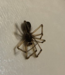 Parasteatoda tepidariorum