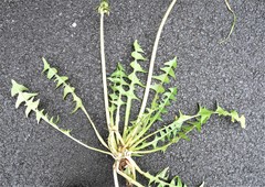 Taraxacum croceiflorum