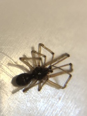 Parasteatoda tepidariorum