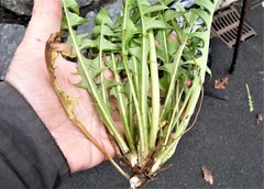 Taraxacum croceiflorum