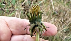 Taraxacum croceiflorum