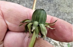 Taraxacum croceiflorum