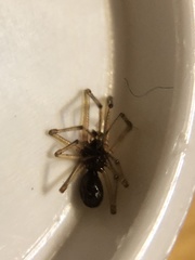 Parasteatoda tepidariorum