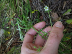 Cerastium capense