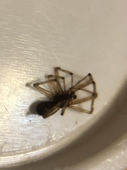 Parasteatoda tepidariorum