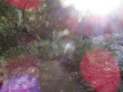 Cliffortia tridentata