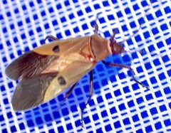 Dysdercus superstitiosus