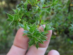 Cliffortia tridentata