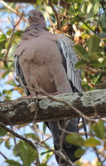 Patagioenas picazuro