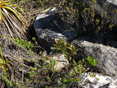 Morella kraussiana