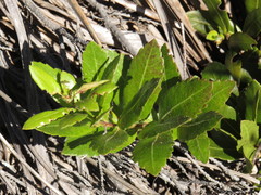 Morella kraussiana