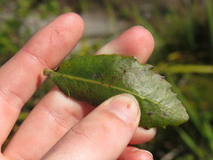 Morella kraussiana