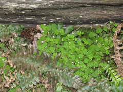 Wimmerella pygmaea