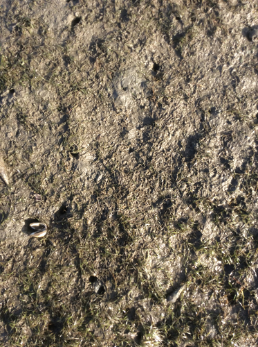 Arcidae