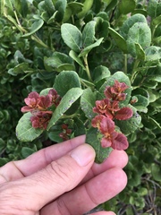 Maytenus procumbens