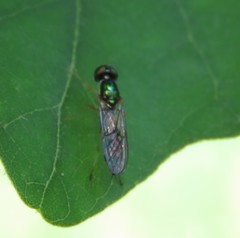 Merosargus caeruleifrons