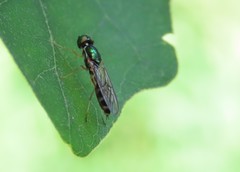 Merosargus caeruleifrons