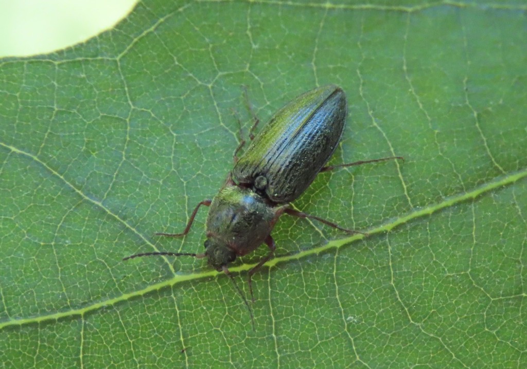 Setasomus rufopleuralis