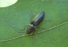 Setasomus rufopleuralis