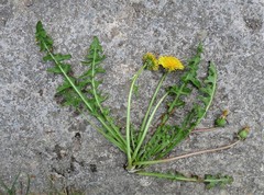Taraxacum corynodes