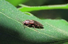 Setasomus rufopleuralis