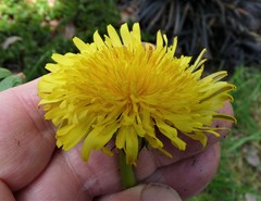 Taraxacum corynodes