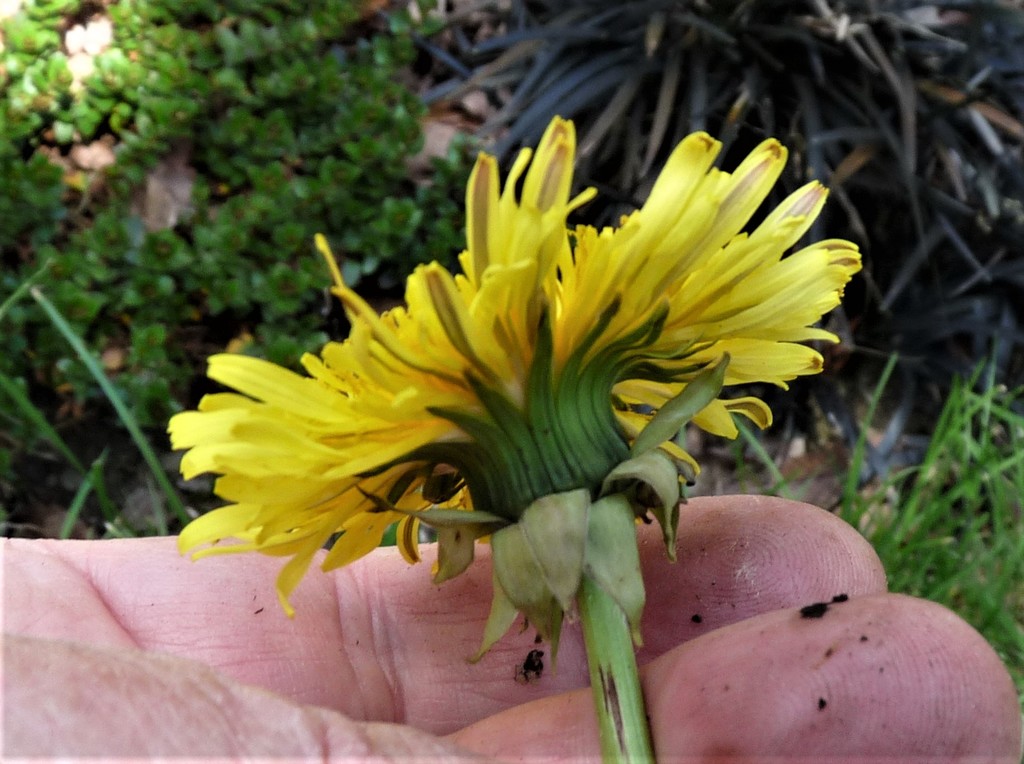 dense-lobed dandelion
