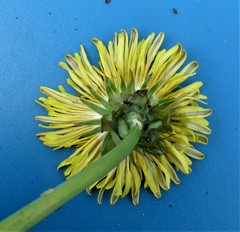 Taraxacum corynodes