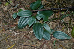 Smilax corbularia