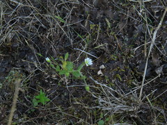 Cerastium capense